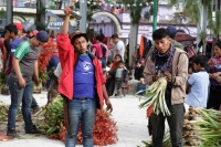 Martes 18 de diciembre del 2018. Zinacantan. Los tuberculos de la flor de Niluyarilo es recoelctada por jóvenes provenientes de la comunidad de Chiapa de Corzo en las comunidades de Los altos de Chiapas recorriendo varios kilómetros a pie. La planta que