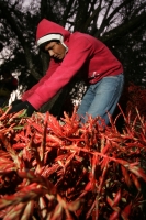 Viernes 17 de diciembre. Durante el tercer día del recorrido de la Topada de la Flor, los jóvenes floreros acomodan los bultos para emprender el camino de regreso a Chiapa de Corzo y de las comunidades que hacen la recolecta en los altos de Chiapas. Los g