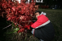 Viernes 17 de diciembre. Durante el tercer día del recorrido de la Topada de la Flor, los jóvenes floreros acomodan los bultos para emprender el camino de regreso a Chiapa de Corzo y de las comunidades que hacen la recolecta en los altos de Chiapas. Los g