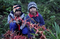 Miércoles 16 de diciembre del 2015. San Cristóbal de las Casas. Jóvenes originarios de las comunidades del municipio de Chiapa de Corzo recorren durante varios dÃas las montañas de la región de Los Altos del estado de Chiapas recolectando las bromelias qu Miércoles 16 de diciembre del 2015. San Cristóbal de las Casas. Jóvenes originarios de las comunidades del municipio de Chiapa de Corzo recorren durante varios dÃas las montañas de la región de Los Altos del estado de Chiapas recolectando las bromelias qu