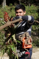 Miércoles 16 de diciembre del 2015. San Cristóbal de las Casas. Jóvenes originarios de las comunidades del municipio de Chiapa de Corzo recorren durante varios días las montañas de la región de Los Altos del estado de Chiapas recolectando las bromelias qu