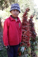 Miércoles 16 de diciembre del 2015. San Cristóbal de las Casas. Jóvenes originarios de las comunidades del municipio de Chiapa de Corzo recorren durante varios días las montañas de la región de Los Altos del estado de Chiapas recolectando las bromelias qu