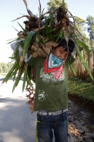 Miércoles 16 de diciembre del 2015. San Cristóbal de las Casas. Jóvenes originarios de las comunidades del municipio de Chiapa de Corzo recorren durante varios días las montañas de la región de Los Altos del estado de Chiapas recolectando las bromelias qu