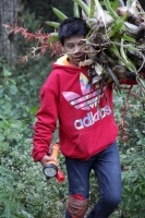 Miércoles 16 de diciembre del 2015. San Cristóbal de las Casas. Jóvenes originarios de las comunidades del municipio de Chiapa de Corzo recorren durante varios días las montañas de la región de Los Altos del estado de Chiapas recolectando las bromelias qu
