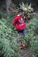 Miércoles 16 de diciembre del 2015. San Cristóbal de las Casas. Jóvenes originarios de las comunidades del municipio de Chiapa de Corzo recorren durante varios dÃas las montañas de la región de Los Altos del estado de Chiapas recolectando las bromelias qu Miércoles 16 de diciembre del 2015. San Cristóbal de las Casas. Jóvenes originarios de las comunidades del municipio de Chiapa de Corzo recorren durante varios dÃas las montañas de la región de Los Altos del estado de Chiapas recolectando las bromelias qu