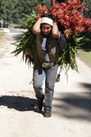 Miércoles 16 de diciembre del 2015. San Cristóbal de las Casas. Jóvenes originarios de las comunidades del municipio de Chiapa de Corzo recorren durante varios días las montañas de la región de Los Altos del estado de Chiapas recolectando las bromelias qu