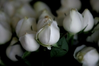 Según los locatarios del mercado de las flores; los arreglos y en general  estos días no aumentó el precio del producto gracias al abasto de los productores de los altos del estado.