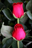 Según los locatarios del mercado de las flores; los arreglos y en general estos dÃas no aumentó el precio del producto gracias al abasto de los productores de los altos del estado. Según los locatarios del mercado de las flores; los arreglos y en general estos dÃas no aumentó el precio del producto gracias al abasto de los productores de los altos del estado.