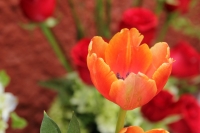 Miércoles 10 de mayo del 2017. Tuxtla Gutiérrez. Las flores chiapanecas siguen siendo uno de los regalos preferidos en las celebraciones familiares en México. Los mercados populares venden los arreglos florales a precios económicos al ser las flores produ