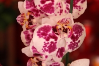 Miércoles 10 de mayo del 2017. Tuxtla Gutiérrez. Las flores chiapanecas siguen siendo uno de los regalos preferidos en las celebraciones familiares en México. Los mercados populares venden los arreglos florales a precios económicos al ser las flores produ