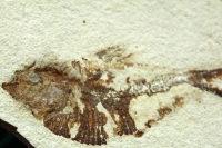 Jueves 6 de abril del 2017. Tuxtla Gutiérrez. Fósiles Marinos en Chiapas es la exposición que inaugura esta mañana el Museo de PaleontologÃa Eliseo Palacios de la capital de este estado del sureste de México. Jueves 6 de abril del 2017. Tuxtla Gutiérrez. Fósiles Marinos en Chiapas es la exposición que inaugura esta mañana el Museo de PaleontologÃa Eliseo Palacios de la capital de este estado del sureste de México.
