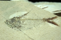 Jueves 6 de abril del 2017. Tuxtla Gutiérrez. Fósiles Marinos en Chiapas es la exposición que inaugura esta mañana el Museo de PaleontologÃa Eliseo Palacios de la capital de este estado del sureste de México. Jueves 6 de abril del 2017. Tuxtla Gutiérrez. Fósiles Marinos en Chiapas es la exposición que inaugura esta mañana el Museo de PaleontologÃa Eliseo Palacios de la capital de este estado del sureste de México.