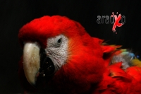 Aves de Chiapas