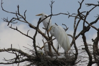 Lunes 13 de Junio. Cientos de garzas blancas tienen su hábitat en las cercanías de la ciudad de Cintalapa en la ranchería San Ramón, donde la maleza formada por árboles les da protección a los nidos y crías en esta temporada.