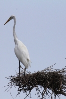Lunes 13 de Junio. Cientos de garzas blancas tienen su hábitat en las cercanías de la ciudad de Cintalapa en la ranchería San Ramón, donde la maleza formada por árboles les da protección a los nidos y crías en esta temporada.