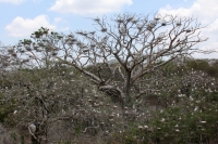 Lunes 13 de Junio. Cientos de garzas blancas tienen su hábitat en las cercanías de la ciudad de Cintalapa en la ranchería San Ramón, donde la maleza formada por árboles les da protección a los nidos y crías en esta temporada.