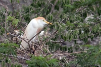 Lunes 13 de Junio. Cientos de garzas blancas tienen su hábitat en las cercanías de la ciudad de Cintalapa en la ranchería San Ramón, donde la maleza formada por árboles les da protección a los nidos y crías en esta temporada.