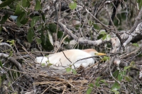 Lunes 13 de Junio. Cientos de garzas blancas tienen su hábitat en las cercanías de la ciudad de Cintalapa en la ranchería San Ramón, donde la maleza formada por árboles les da protección a los nidos y crías en esta temporada.