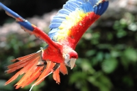 Miércoles 19 de febrero del  2014. Tuxtla  Gutiérrez. La Guacamaya Roja (Ara Macao) es cuidada y acondicionada para volver a su entorno natural en la selva lacandona en las instalaciones del ZOOMAT.