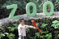 Miércoles 19 de febrero del  2014. Tuxtla  Gutiérrez. La Guacamaya Roja (Ara Macao) es cuidada y acondicionada para volver a su entorno natural en la selva lacandona en las instalaciones del ZOOMAT.