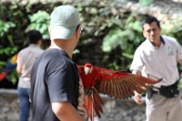 Miércoles 19 de febrero del  2014. Tuxtla  Gutiérrez. La Guacamaya Roja (Ara Macao) es cuidada y acondicionada para volver a su entorno natural en la selva lacandona en las instalaciones del ZOOMAT.