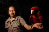 Miércoles 19 de febrero del  2014. Tuxtla  Gutiérrez. La Guacamaya Roja (Ara Macao) es cuidada y acondicionada para volver a su entorno natural en la selva lacandona en las instalaciones del ZOOMAT.