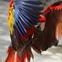 Miércoles 19 de febrero del  2014. Tuxtla  Gutiérrez. La Guacamaya Roja (Ara Macao) es cuidada y acondicionada para volver a su entorno natural en la selva lacandona en las instalaciones del ZOOMAT.