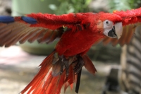 Miércoles 19 de febrero del  2014. Tuxtla  Gutiérrez. La Guacamaya Roja (Ara Macao) es cuidada y acondicionada para volver a su entorno natural en la selva lacandona en las instalaciones del ZOOMAT.