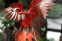 Miércoles 19 de febrero del  2014. Tuxtla  Gutiérrez. La Guacamaya Roja (Ara Macao) es cuidada y acondicionada para volver a su entorno natural en la selva lacandona en las instalaciones del ZOOMAT.