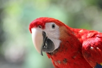 Miércoles 19 de febrero del  2014. Tuxtla  Gutiérrez. La Guacamaya Roja (Ara Macao) es cuidada y acondicionada para volver a su entorno natural en la selva lacandona en las instalaciones del ZOOMAT.