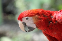 Miércoles 19 de febrero del  2014. Tuxtla  Gutiérrez. La Guacamaya Roja (Ara Macao) es cuidada y acondicionada para volver a su entorno natural en la selva lacandona en las instalaciones del ZOOMAT.