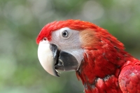 Miércoles 19 de febrero del  2014. Tuxtla  Gutiérrez. La Guacamaya Roja (Ara Macao) es cuidada y acondicionada para volver a su entorno natural en la selva lacandona en las instalaciones del ZOOMAT.