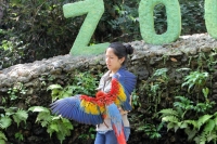 Miércoles 19 de febrero del  2014. Tuxtla  Gutiérrez. La Guacamaya Roja (Ara Macao) es cuidada y acondicionada para volver a su entorno natural en la selva lacandona en las instalaciones del ZOOMAT.