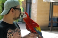 Miércoles 19 de febrero del  2014. Tuxtla  Gutiérrez. La Guacamaya Roja (Ara Macao) es cuidada y acondicionada para volver a su entorno natural en la selva lacandona en las instalaciones del ZOOMAT.