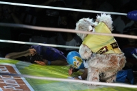 Sábado 6 de octubre del 2013. Tuxtla Gutiérrez. Esta noche se lleva a cabo la función de lucha libre profesional Guerra de Leyendas 2.