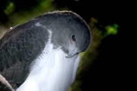 Lunes 27 de diciembre. Un Halcón descansa en su encierro del Zoológico Miguel Álvarez del Toro en espera a que este martes se reanuden las actividades dela temporada navideña en este espacio recreativo de Tuxtla Gutiérrez. Lunes 27 de diciembre. Un Halcón descansa en su encierro del Zoológico Miguel Álvarez del Toro en espera a que este martes se reanuden las actividades dela temporada navideña en este espacio recreativo de Tuxtla Gutiérrez.
