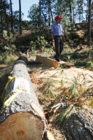 San Cristóbal de Las Casas, Chis. 21 de Enero. Inspectores de la delegación en Chiapas de la ProcuradurÃa Federal de Protección al Ambiente (PROFEPA) colocó sellos de clausura y suspensión de una obra que se realizaba en un predio ubicado en la rancherÃa San Cristóbal de Las Casas, Chis. 21 de Enero. Inspectores de la delegación en Chiapas de la ProcuradurÃa Federal de Protección al Ambiente (PROFEPA) colocó sellos de clausura y suspensión de una obra que se realizaba en un predio ubicado en la rancherÃa