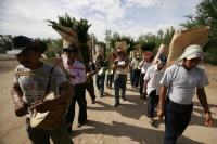 Especial / 15 fotos / Los Hojeros de Suchiapa recorren varios municipios de la depresión central de Chiapas para recolectar las Hojas de Espadaña, la cual es utilizada de forma ceremonial en los días previos a la Santa Cruz.  Los Hojeros acompañan el reco