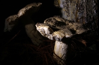 Jueves 21 de agosto del 2014. Tuxtla Gutiérrez. La muestra de Hongo Silvestres en Chiapas inicia su exposición esta mañana en la sala de usos múltiples del Museo del Jardín Botánico Faustino Miranda del parque de Convivencia Infantil en la capital de este