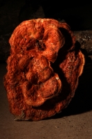 Jueves 21 de agosto del 2014. Tuxtla Gutiérrez. La muestra de Hongo Silvestres en Chiapas inicia su exposición esta mañana en la sala de usos múltiples del Museo del Jardín Botánico Faustino Miranda del parque de Convivencia Infantil en la capital de este