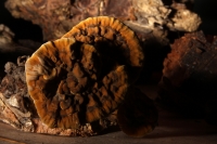 Jueves 21 de agosto del 2014. Tuxtla Gutiérrez. La muestra de Hongo Silvestres en Chiapas inicia su exposición esta mañana en la sala de usos múltiples del Museo del Jardín Botánico Faustino Miranda del parque de Convivencia Infantil en la capital de este