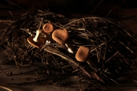 Jueves 21 de agosto del 2014. Tuxtla Gutiérrez. La muestra de Hongo Silvestres en Chiapas inicia su exposición esta mañana en la sala de usos múltiples del Museo del Jardín Botánico Faustino Miranda del parque de Convivencia Infantil en la capital de este