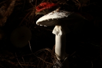 Jueves 20 de septiembre del 2018. Tuxtla Gutiérrez. La Expo Hongos de Chiapas 2018 se encuentre en exhibición en las instalaciones del museo del Jardí­n Botánico Faustino Miranda en el oriente norte de la capital del estado de Chiapas.