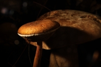 Jueves 20 de septiembre del 2018. Tuxtla Gutiérrez. La Expo Hongos de Chiapas 2018 se encuentre en exhibición en las instalaciones del museo del Jardí­n Botánico Faustino Miranda en el oriente norte de la capital del estado de Chiapas.