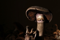 Jueves 20 de septiembre del 2018. Tuxtla Gutiérrez. La Expo Hongos de Chiapas 2018 se encuentre en exhibición en las instalaciones del museo del Jardí­n Botánico Faustino Miranda en el oriente norte de la capital del estado de Chiapas.