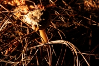 Martes 29 de septiembre del 2015. Tuxtla Gutiérrez. La muestra de Hongos de Chiapas es presentada por 23ª ocasión en la muestra temporal del Museo Botánico Faustino Miranda del Centro de Convivencia Infantil en la capital del estado de Chiapas.