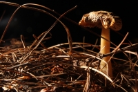 Martes 29 de septiembre del 2015. Tuxtla Gutiérrez. La muestra de Hongos de Chiapas es presentada por 23ª ocasión en la muestra temporal del Museo Botánico Faustino Miranda del Centro de Convivencia Infantil en la capital del estado de Chiapas.