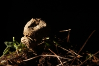Martes 29 de septiembre del 2015. Tuxtla Gutiérrez. La muestra de Hongos de Chiapas es presentada por 23ª ocasión en la muestra temporal del Museo Botánico Faustino Miranda del Centro de Convivencia Infantil en la capital del estado de Chiapas.