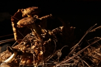 Martes 29 de septiembre del 2015. Tuxtla Gutiérrez. La muestra de Hongos de Chiapas es presentada por 23ª ocasión en la muestra temporal del Museo Botánico Faustino Miranda del Centro de Convivencia Infantil en la capital del estado de Chiapas.