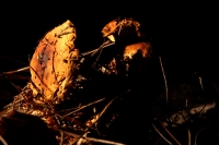 Martes 29 de septiembre del 2015. Tuxtla Gutiérrez. La muestra de Hongos de Chiapas es presentada por 23ª ocasión en la muestra temporal del Museo Botánico Faustino Miranda del Centro de Convivencia Infantil en la capital del estado de Chiapas.